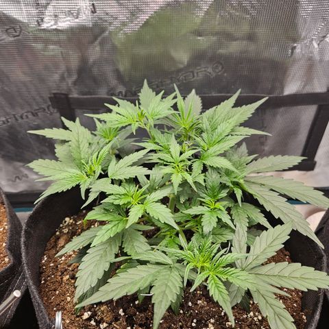 Betty 2.0 growlog timeline photo