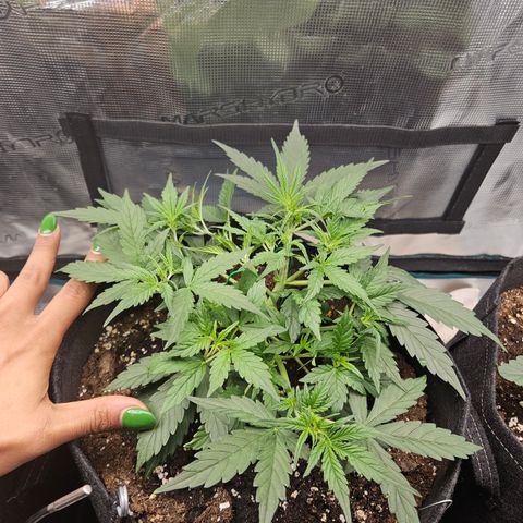 Betty 2.0 growlog timeline photo