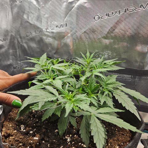 Betty 2.0 growlog timeline photo