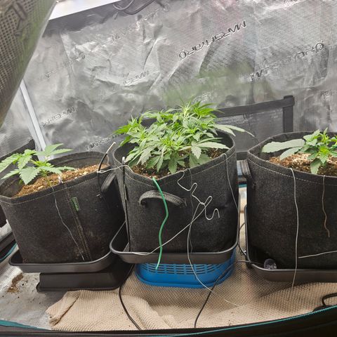 Betty 2.0 growlog timeline photo