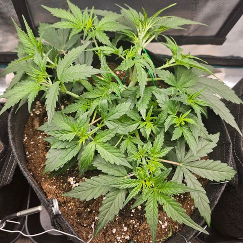 Betty 2.0 growlog timeline photo