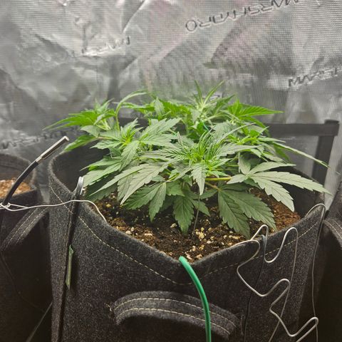 Betty 2.0 growlog timeline photo