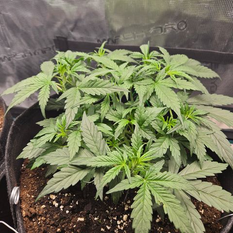 Betty 2.0 growlog timeline photo