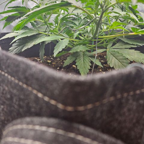 Betty 2.0 growlog timeline photo