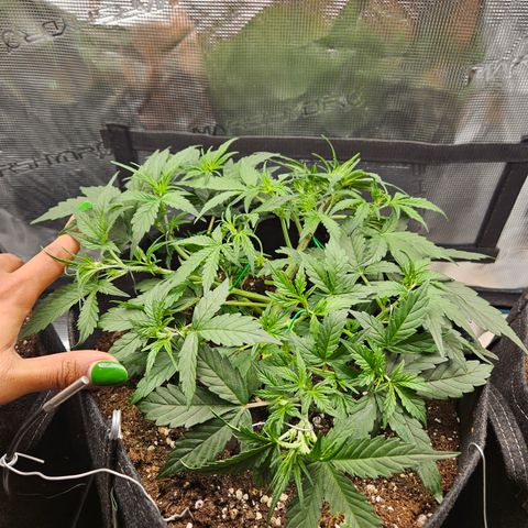 Betty 2.0 growlog timeline photo