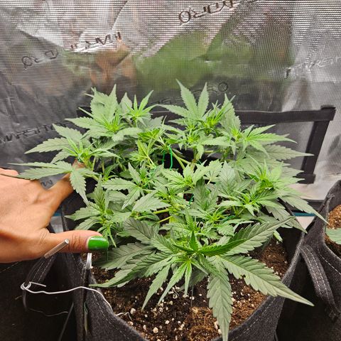 Betty 2.0 growlog timeline photo