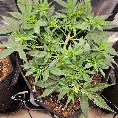 Betty 2.0 growlog timeline photo