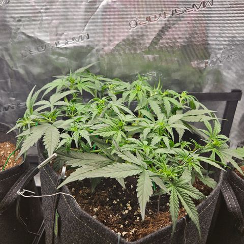 Betty 2.0 growlog timeline photo