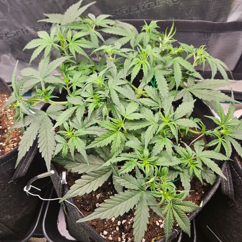 Betty 2.0 growlog timeline photo