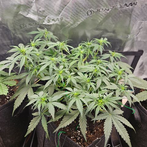 Betty 2.0 growlog timeline photo