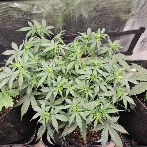 Betty 2.0 growlog timeline photo