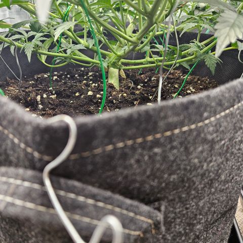Betty 2.0 growlog timeline photo