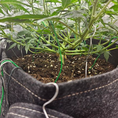 Betty 2.0 growlog timeline photo
