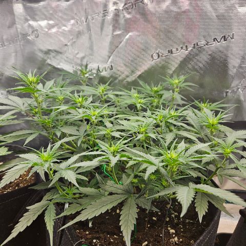 Betty 2.0 growlog timeline photo