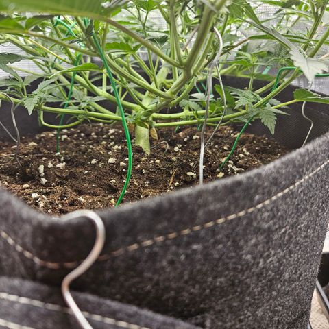 Betty 2.0 growlog timeline photo