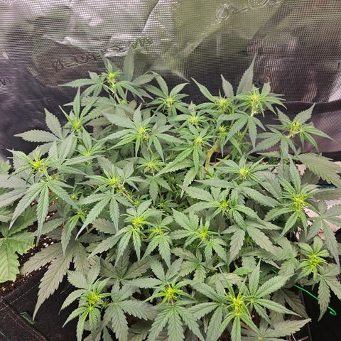 Betty 2.0 growlog timeline photo