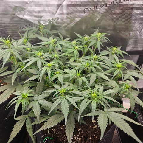 Betty 2.0 growlog timeline photo