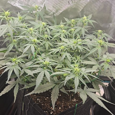Betty 2.0 growlog timeline photo