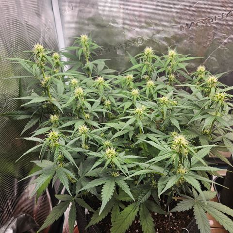Betty 2.0 growlog timeline photo