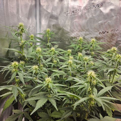 Betty 2.0 growlog timeline photo
