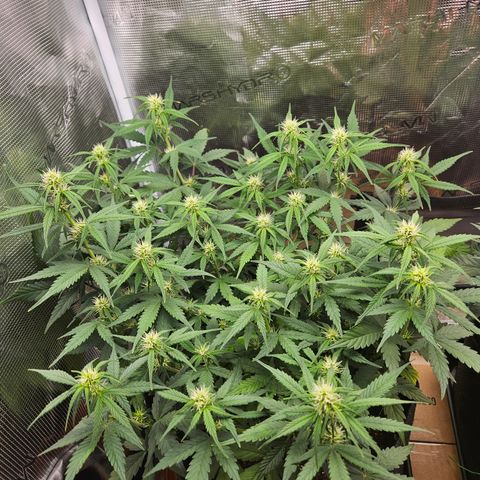 Betty 2.0 growlog timeline photo