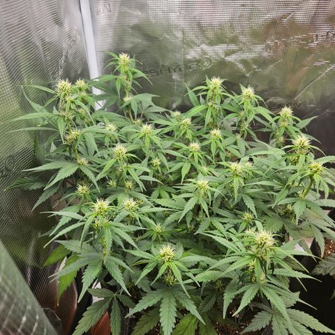 Betty 2.0 growlog timeline photo