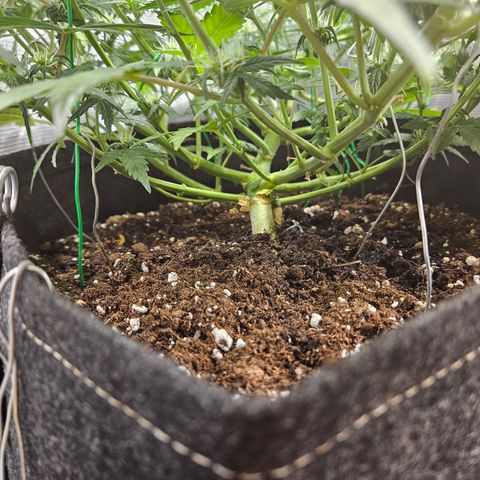 Betty 2.0 growlog timeline photo