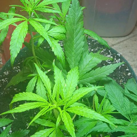 Quick One growlog photo: Riego agua 