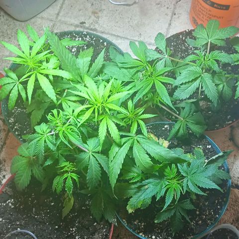 Quick One growlog photo: Riego agua 