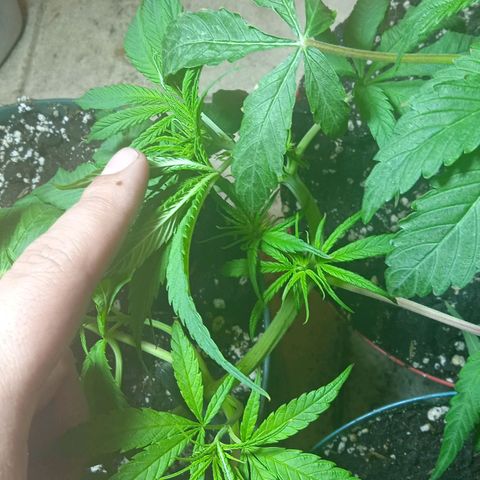 Quick One growlog photo: Riego agua 