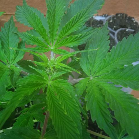 Quick One growlog photo: Preflora día 