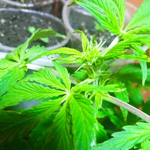Quick One growlog photo: Pre flora 