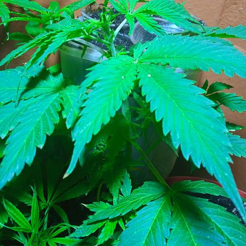 Quick One growlog photo: Pre flora 