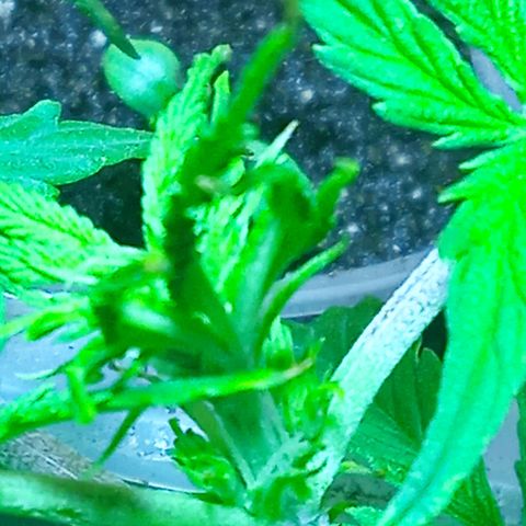 Quick One growlog photo: Pre flora 