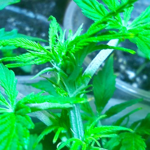 Quick One growlog photo: Pre flora 
