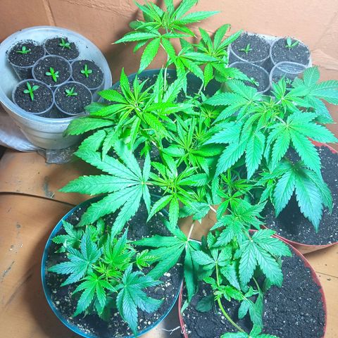 Quick One growlog photo: Pre flora 