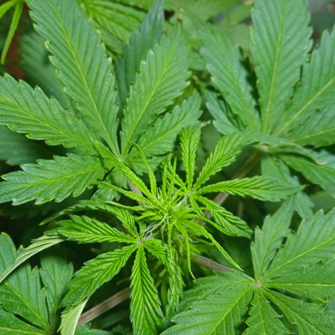 Quick One growlog timeline photo