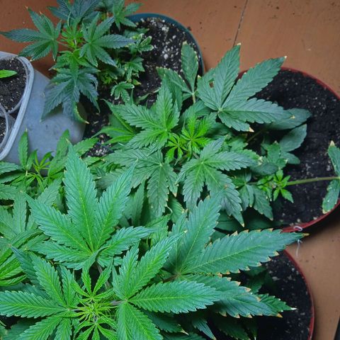 Quick One growlog timeline photo