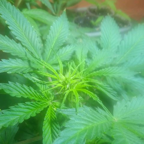 Quick One growlog timeline photo