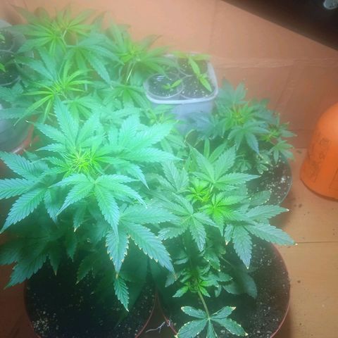 Quick One growlog timeline photo