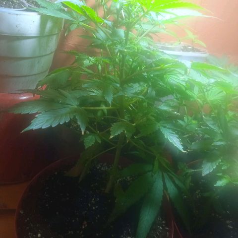 Quick One growlog timeline photo