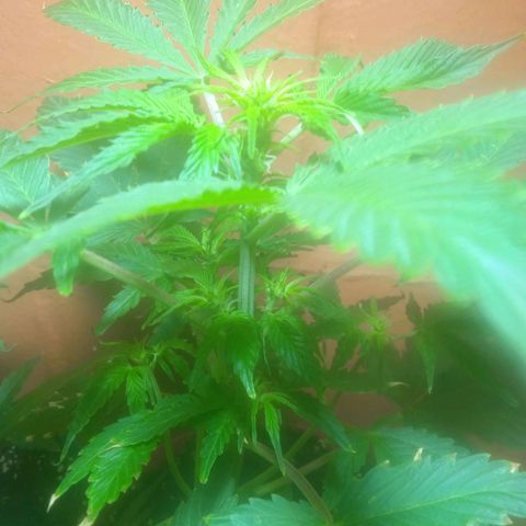 Quick One growlog timeline photo
