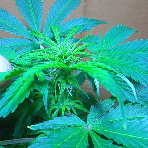 Quick One growlog timeline photo