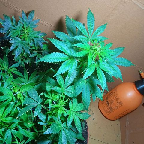 Quick One growlog timeline photo