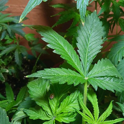 Quick One growlog timeline photo