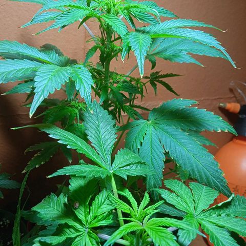 Quick One growlog timeline photo