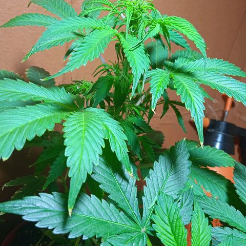 Quick One growlog timeline photo