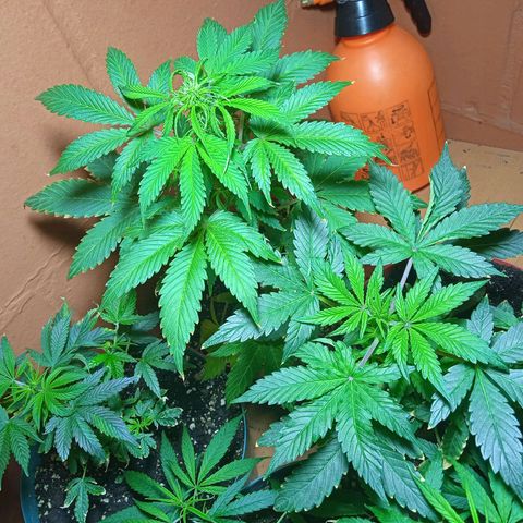 Quick One growlog timeline photo