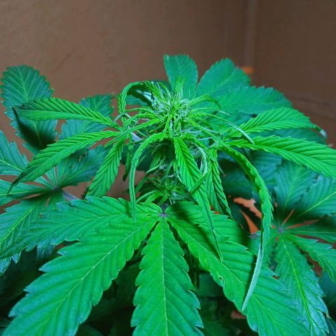 Quick One growlog timeline photo