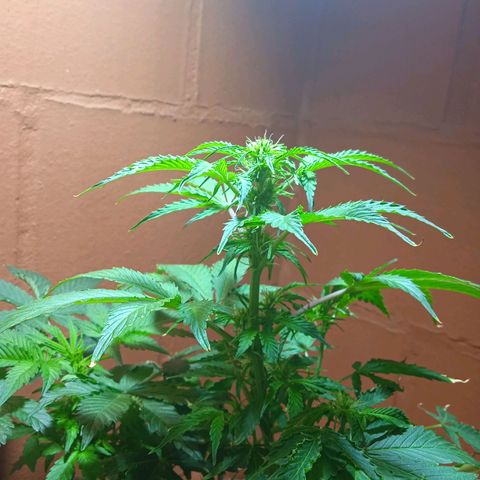 Quick One growlog timeline photo
